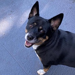 Photo of Blossom
