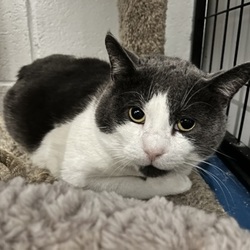 Available pets at Etobicoke Humane Society in Toronto, ON Available pets at Etobicoke Humane Society in Toronto, ON