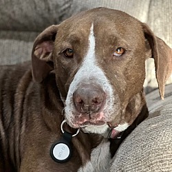 Photo of Kahlua