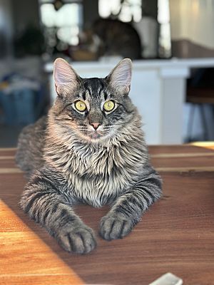 Denver, CO - Maine Coon. Meet Hobbes a Pet for Adoption - AdoptaPet.com