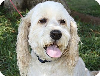 bichon frise cocker spaniel