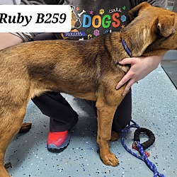 Thumbnail photo of Ruby B259 #2