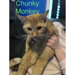 Thumbnail photo of Chunky Monkey #2