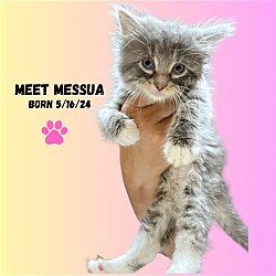 Photo of CAT-ZF3 MESSUA