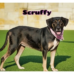 Thumbnail photo of Scruffy #1