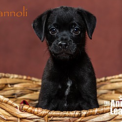 Thumbnail photo of Cannoli #2