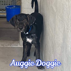 Thumbnail photo of Auggie Doggie #2