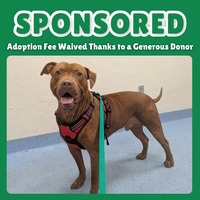 adopt a pet