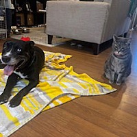 adopt a pet