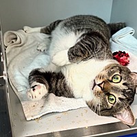 adopt a pet