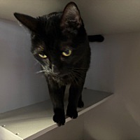adopt-pet