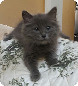 Charlotte Nc Russian Blue Meet Teddy Adoption Pending A Pet