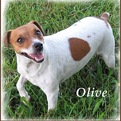 Thumbnail photo of Olive #3
