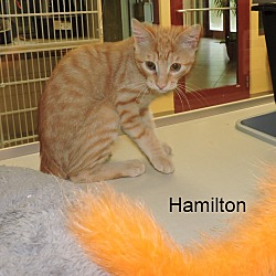 Thumbnail photo of Hamilton #3