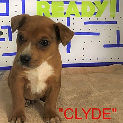 Thumbnail photo of CLYDE #2