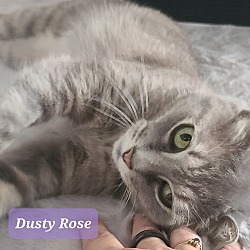 Photo of Dusty Rose