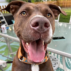 Photo of Coco - Foster