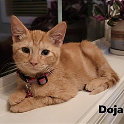 Photo of Doja