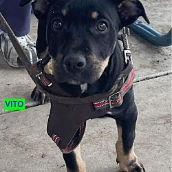 Thumbnail photo of VITO #3