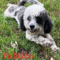 Photo of Pablito