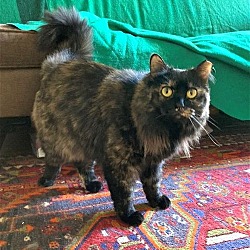 Photo of Hope: Gorgeous Maine Coon/tortie mix