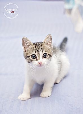 Seattle Wa American Shorthair Meet Cleo Very Playful A Pet