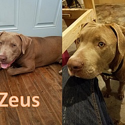 Photo of Zeus