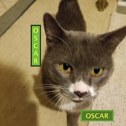 Photo of Oscar-adopted 12-01-18