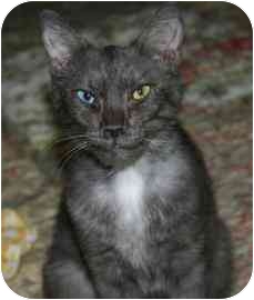 Tucson Az Devon Rex Meet Suzie Q A Pet For Adoption