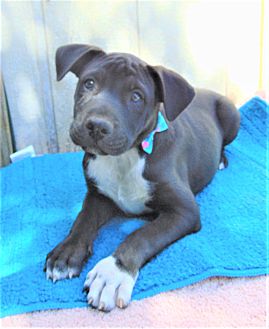 How Much Does It Cost To Put A Dog To Sleep At PetSmart?