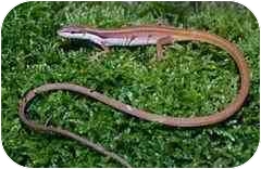 Lewisville Tx Lizard Meet Long Tailed Grass Lizards A Pet For Adoption