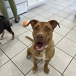 Photo of Koa