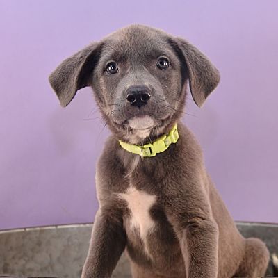 Sheridan CO Australian Kelpie/Weimaraner Meet Game Night Clue a