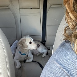 Photo of Dash