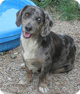 australian shepherd basset hound mix puppies