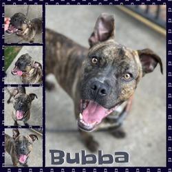 Thumbnail photo of Bubba #1