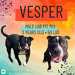 Thumbnail photo of Vesper #1