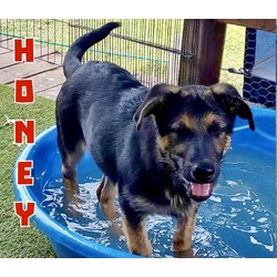 Photo of Honey