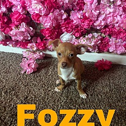 Thumbnail photo of Fozzy #2