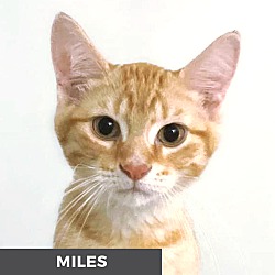 Thumbnail photo of Miles #1