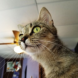 Thumbnail photo of Angelica: featured cat!! #1
