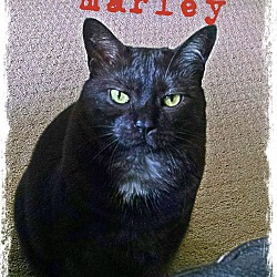 Thumbnail photo of Marley ~ The Dream Cat #3
