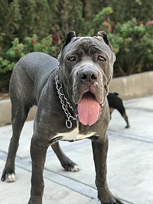 West Hollywood Ca Cane Corso Meet Capone A Pet For Adoption