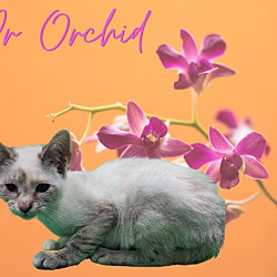Photo of Dr. Orchid