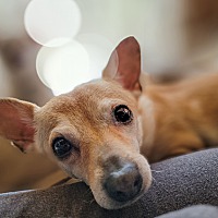adopt a pet