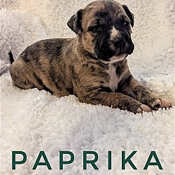 Photo of Puppy Paprika