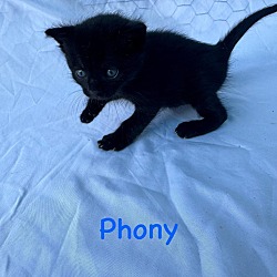 Photo of Phony