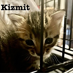 Photo of Kizmit