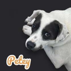 Thumbnail photo of Petey #2