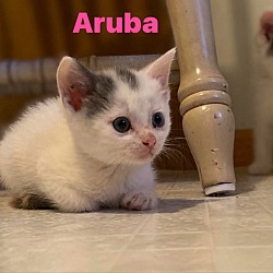 Thumbnail photo of Aruba #3